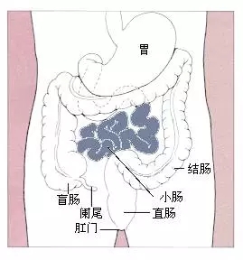 无花果可以治疗腹泻吗?